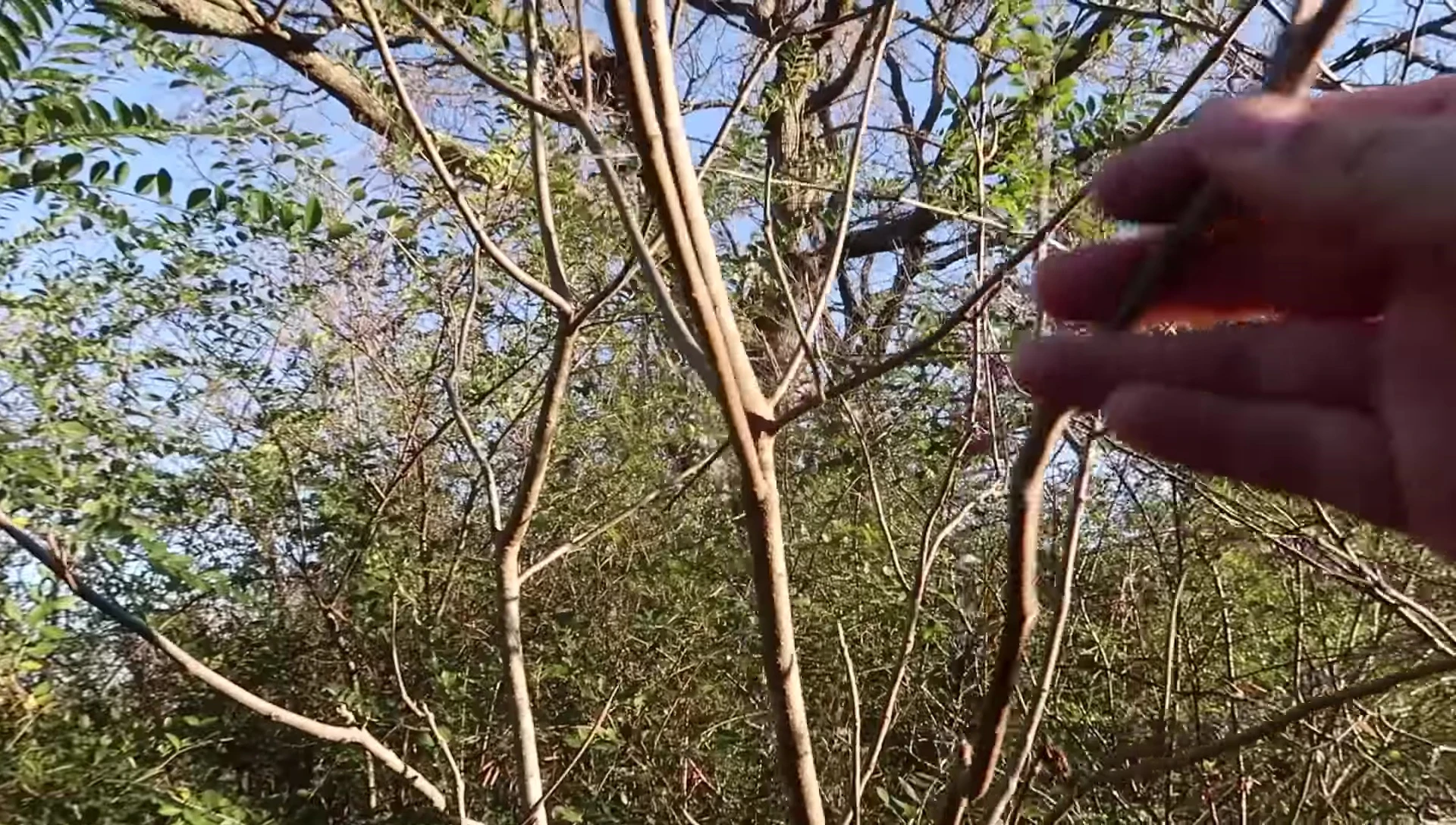 Examples of sanitized natural branches suitable for climbing.