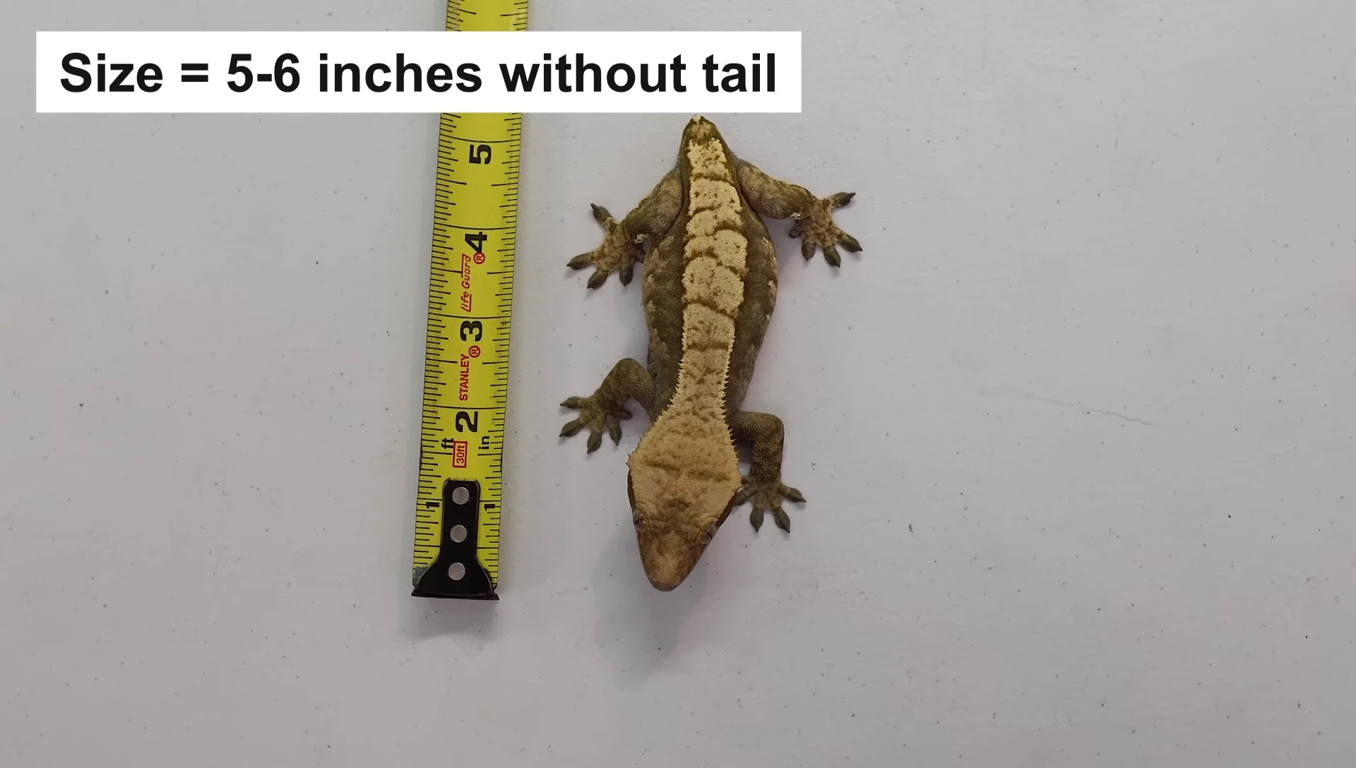 Adult female crested gecko, Violeta, showcasing the typical adult size.
