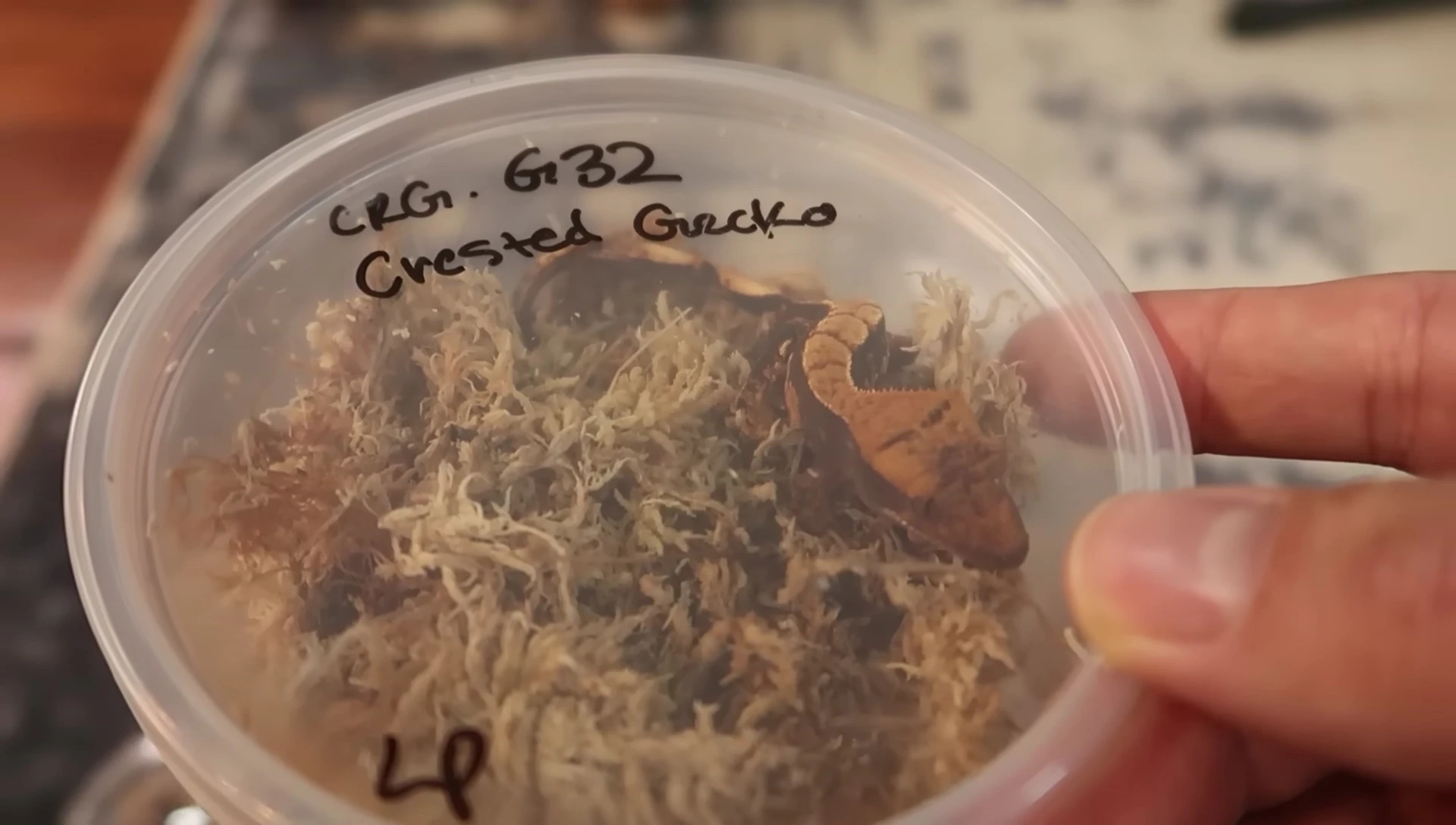 Example of a 10-gallon tall tank suitable for juvenile crested geckos.