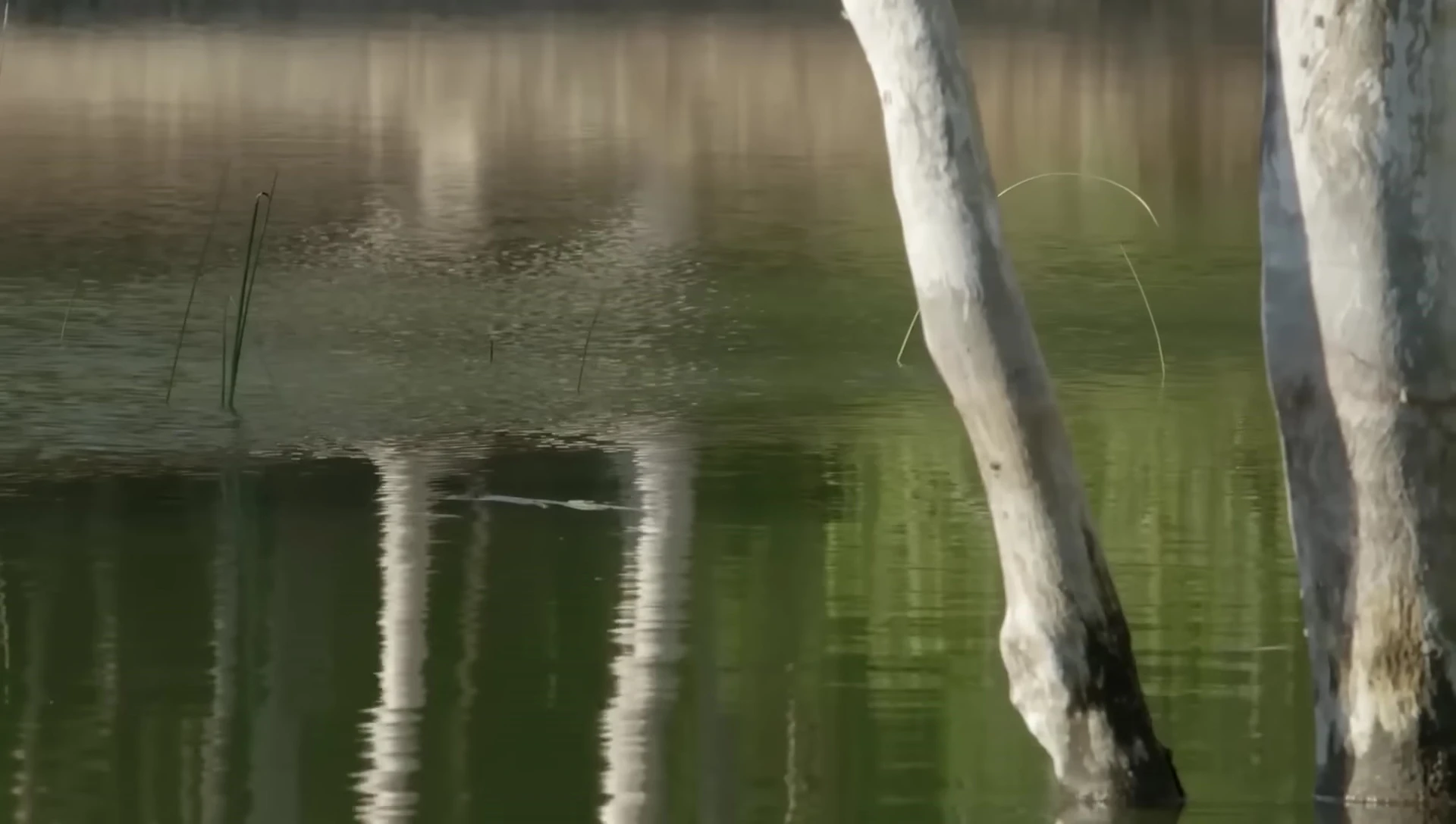 Other monkeys reacting to the danger