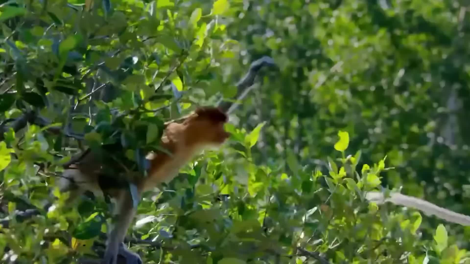 Proboscis monkeys in the treetops near a river