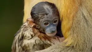 Monkey's Daring Escape: A Thrilling Encounter with Crocodiles