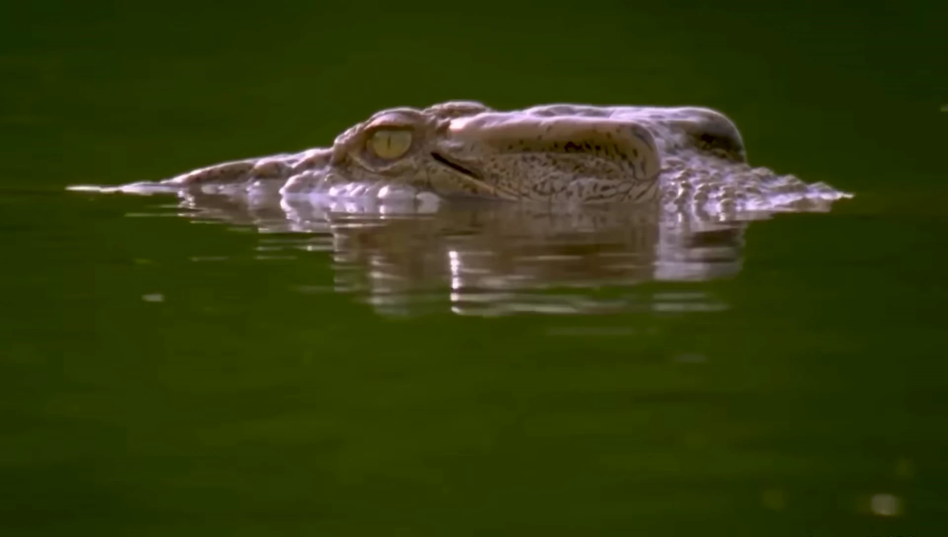 A crocodile hidden in the water, waiting to ambush