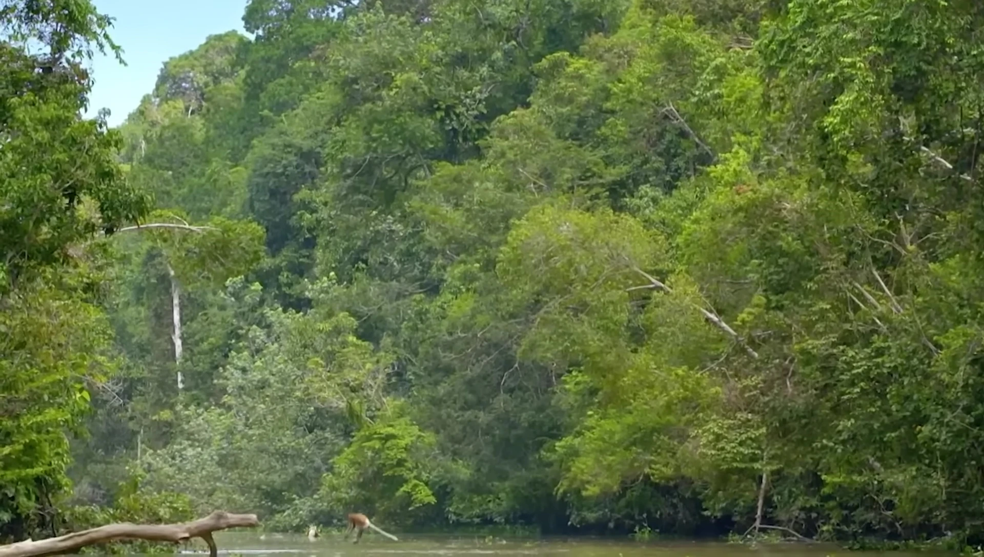 Monkeys swimming and playing in the water