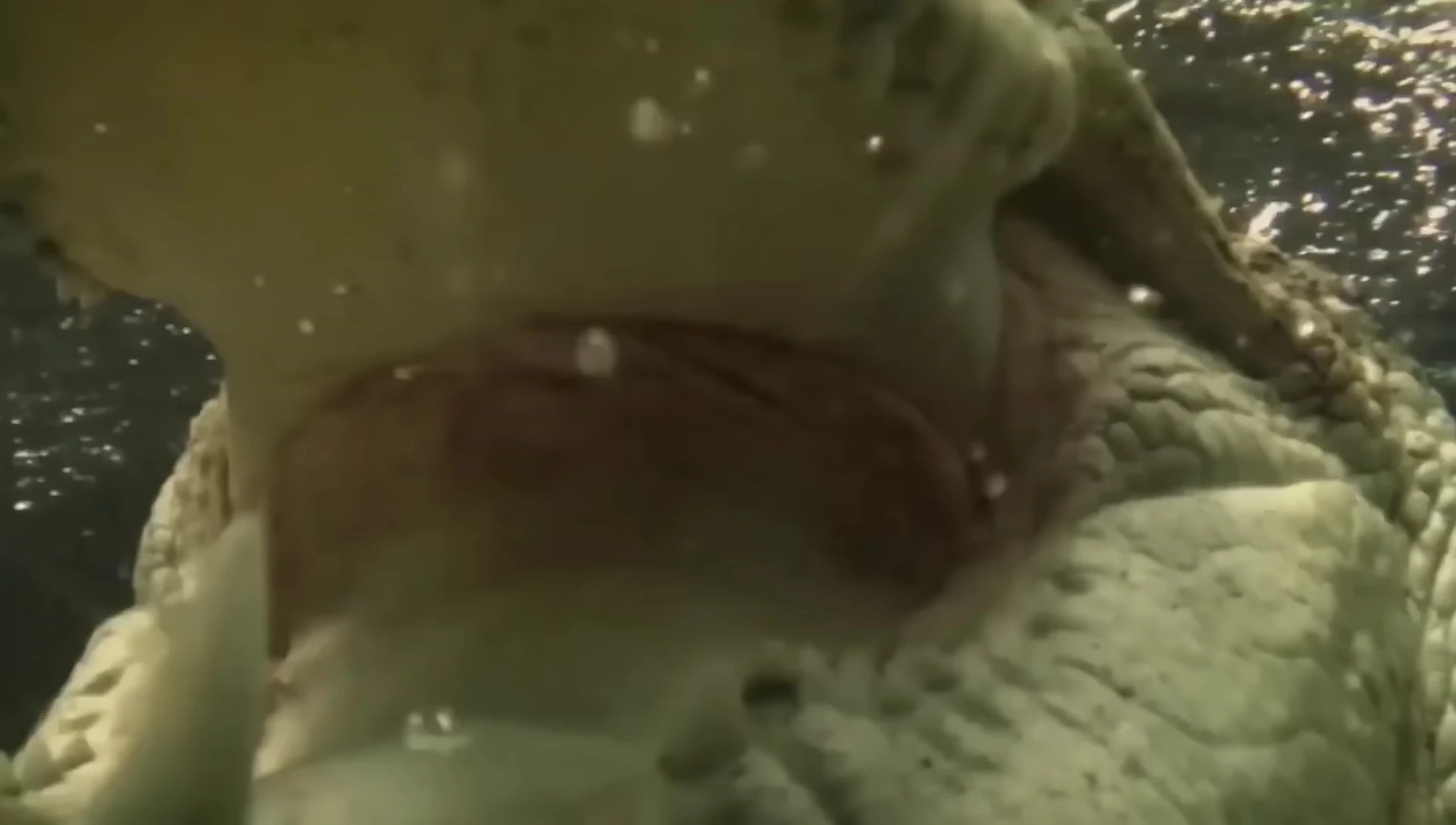A monkey being attacked by a crocodile