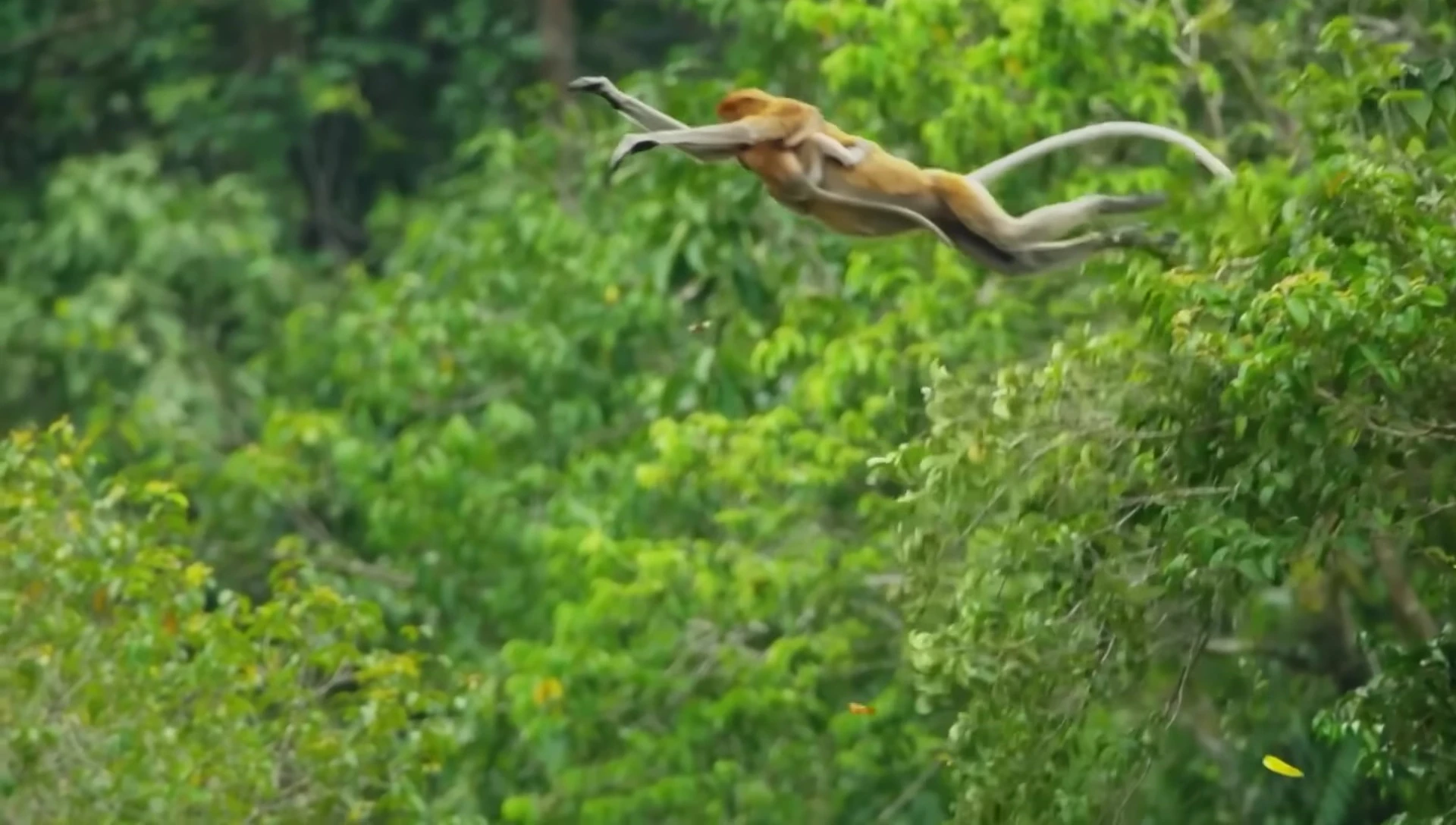 The mother monkey leaping from the water with her baby
