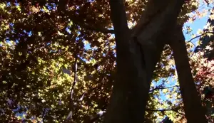 Tree Climbing Footwear: Choosing the Right Shoes for the Job