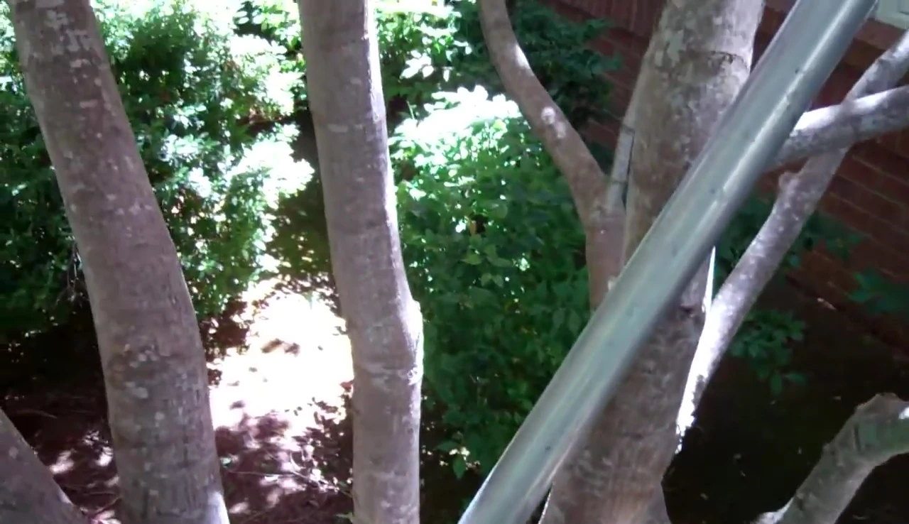 A Japanese Maple tree with thin bark.
