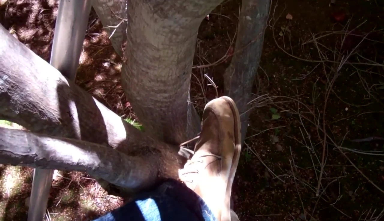 Close-up of a tree crotch showing potential damage from inappropriate footwear.