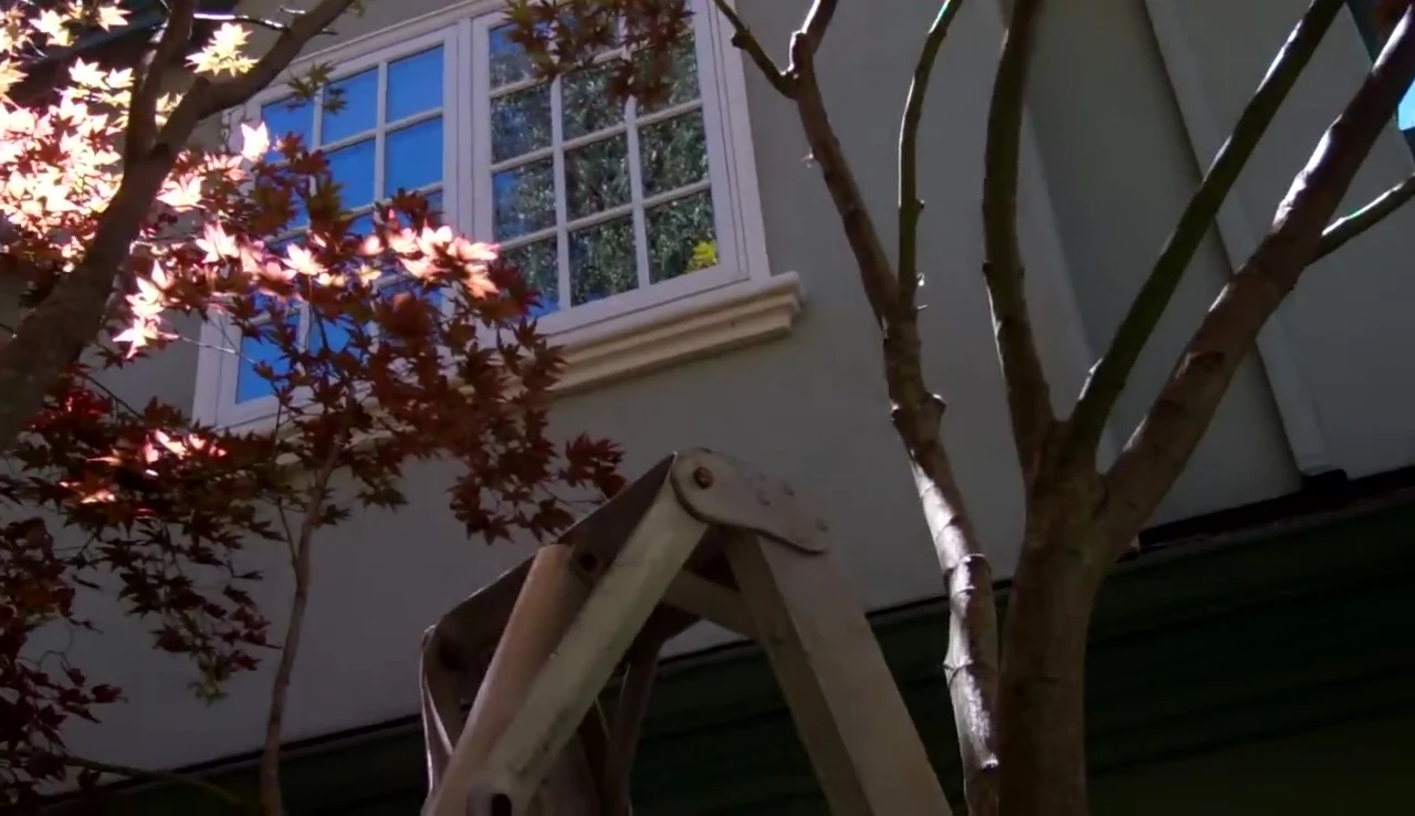 A small tree, highlighting the need for caution and alternative methods like a ladder.