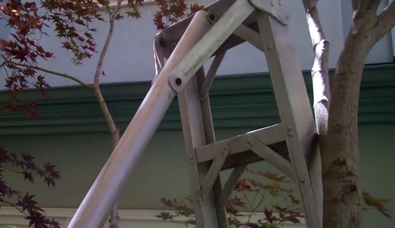 A climber using a ladder to access a small tree.