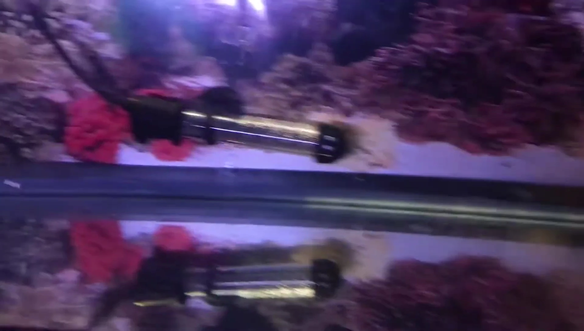 The final setup of the Turtle Topper in the turtle's tank