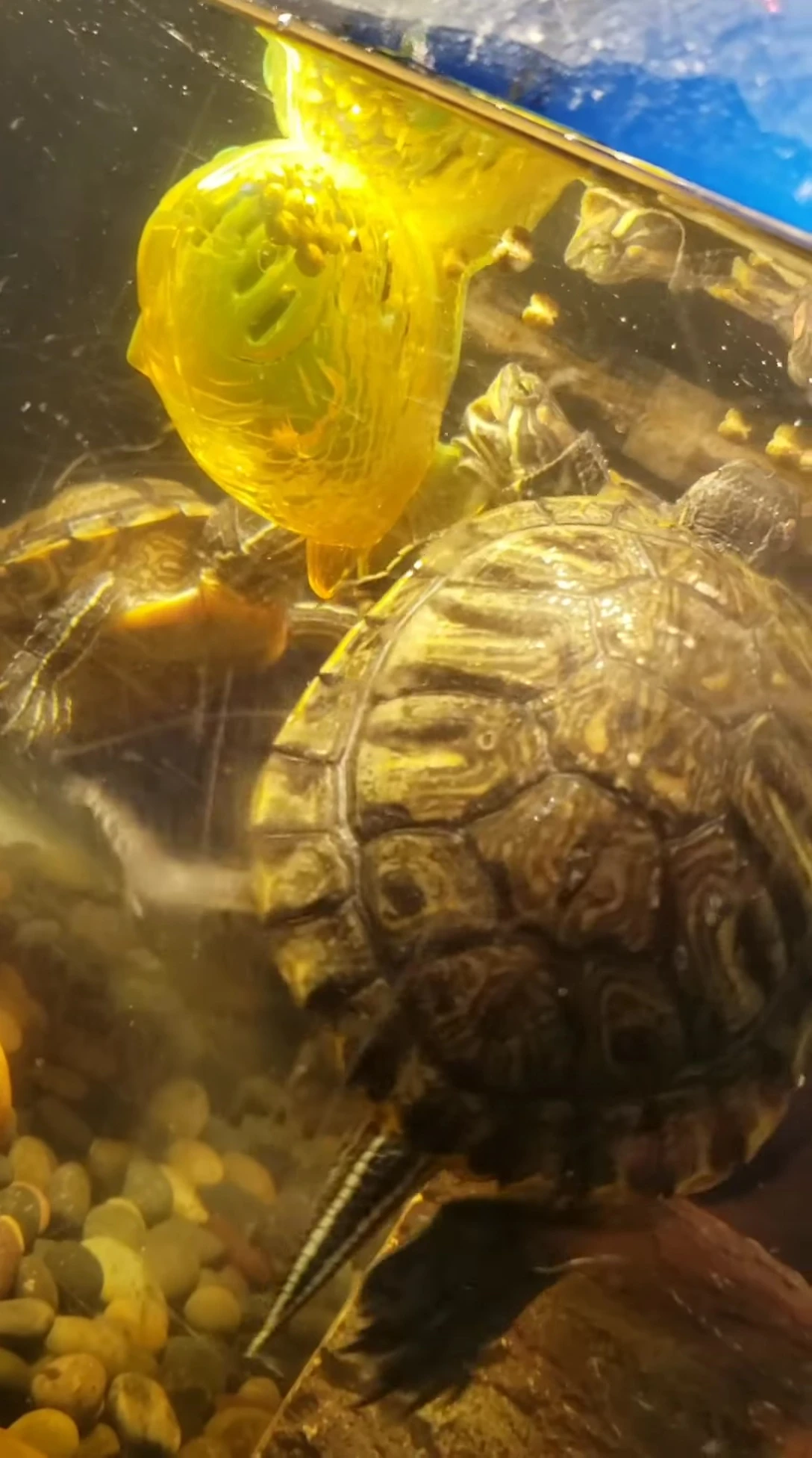 The turtles in their tank