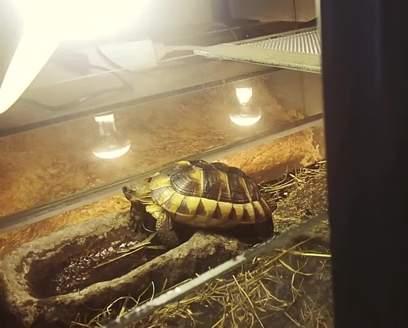 Old tortoise enclosure