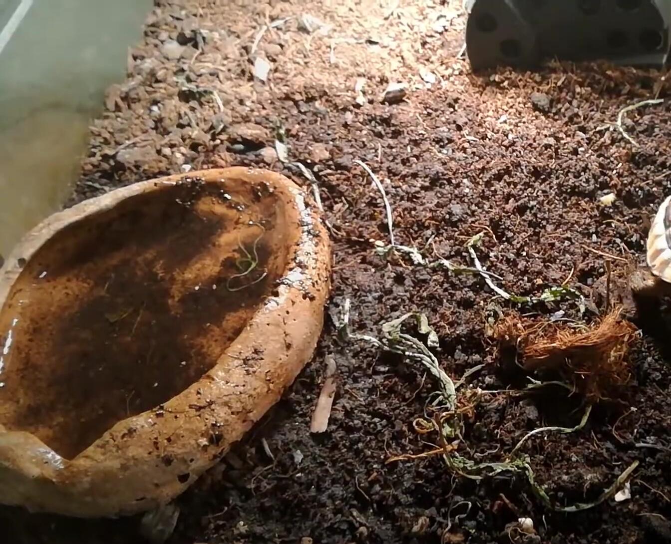 Close-up of tortoises in the old glass enclosure