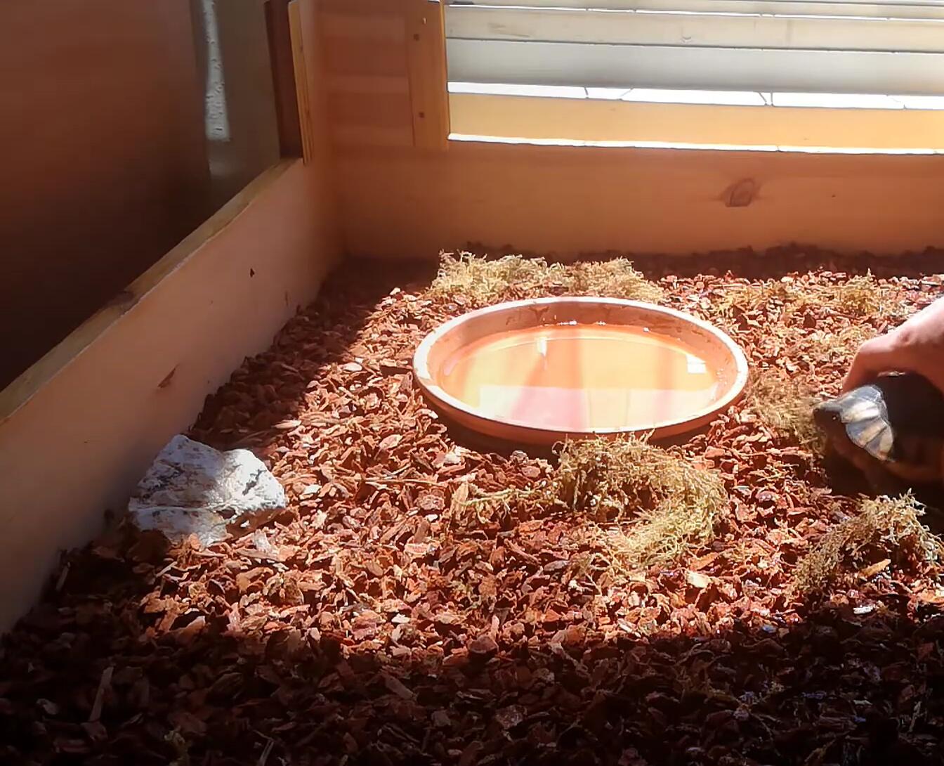 Tortoises in their new enclosure