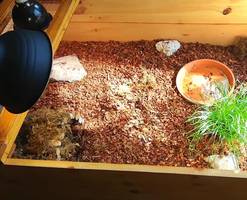 DIY Tortoise Table: Building the Ultimate Reptile Enclosure