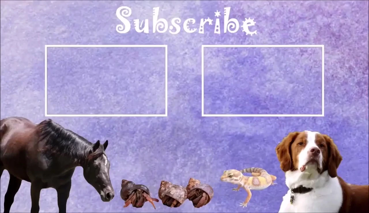 Final shot of the video featuring the Zoo Med Repti Shelter.