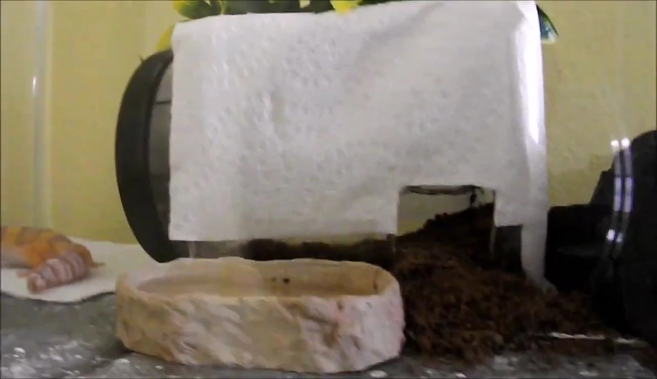 Image of a leopard gecko in a makeshift moist hide.