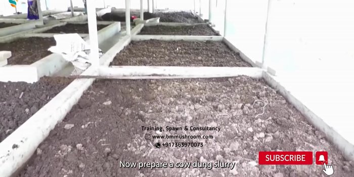 Layer SMS and partially decomposed cow dung in the tank to a depth of 0.5-1.0 feet (242.04)
