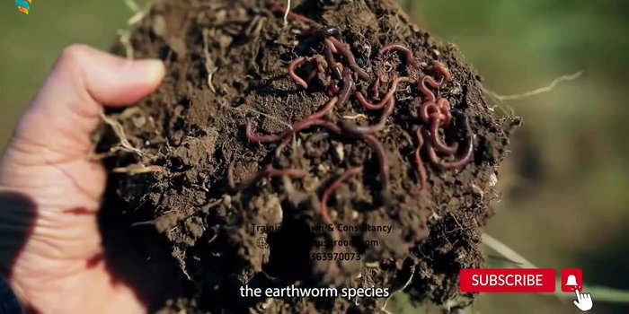 Introduce earthworms to the mixture (254.939)