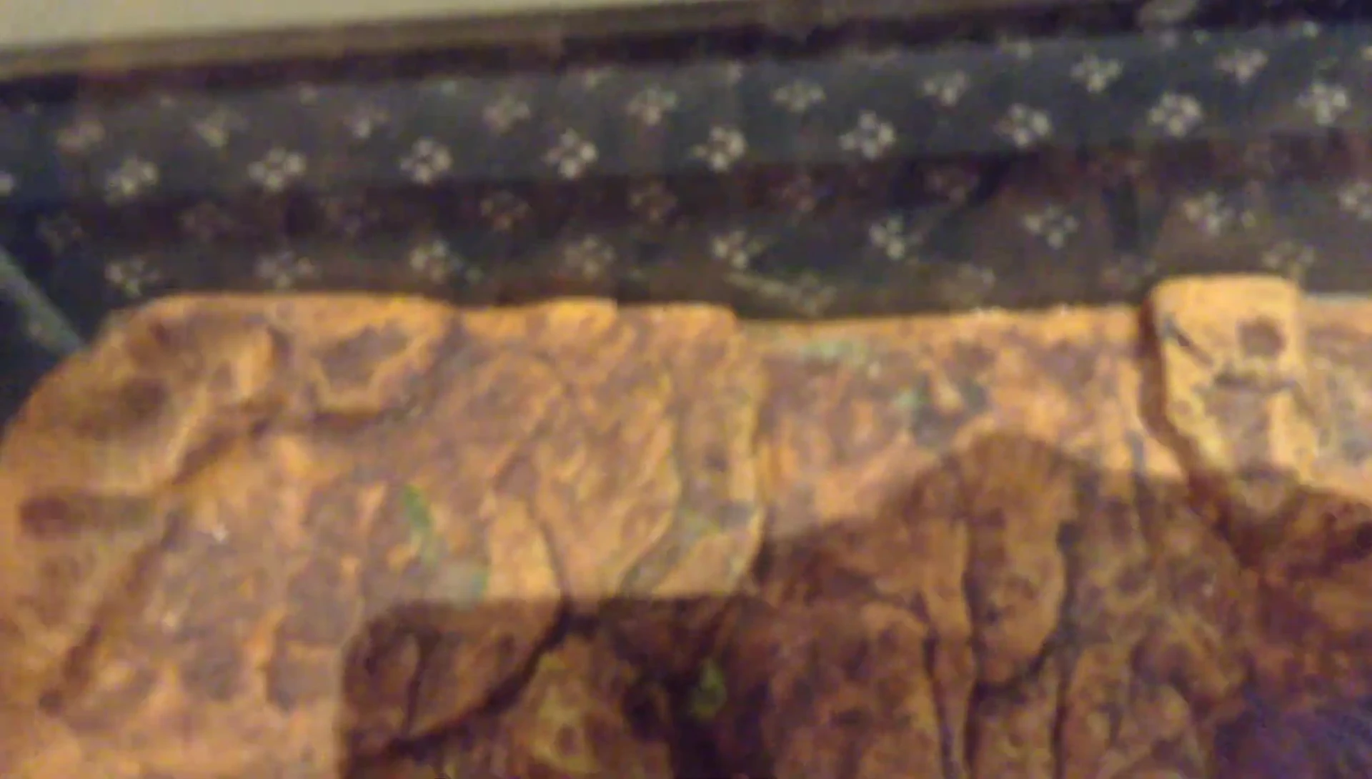 The turtle on the Exo Terra Turtle Bank, showing the stability.