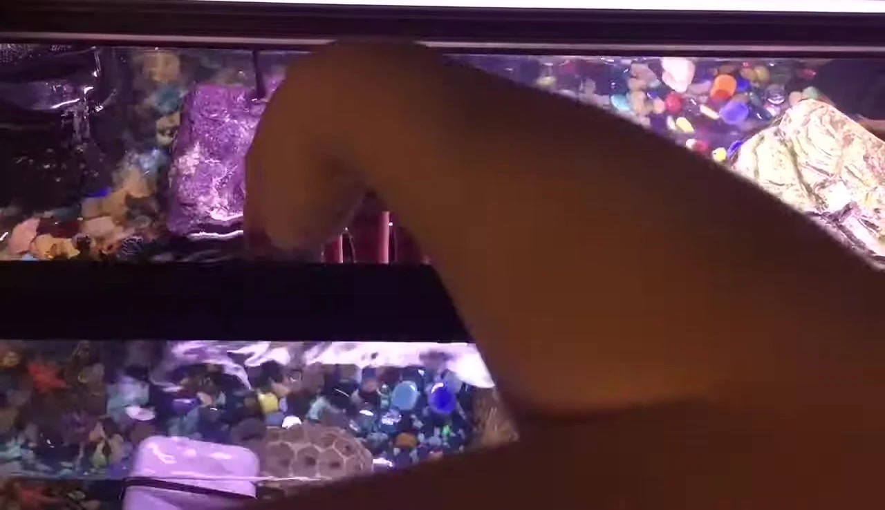 The turtles' reaction to the dock