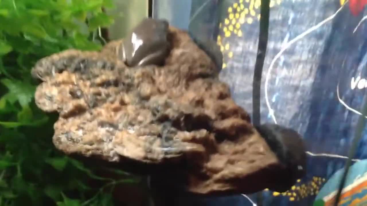 The frog climbing on the Mushroom Ledge inside its terrarium.