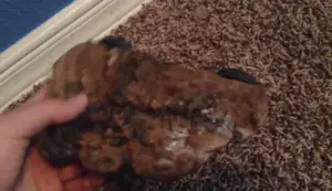 Magnaturals Mushroom Ledge Review: Perfect Frog Habitat Enrichment?