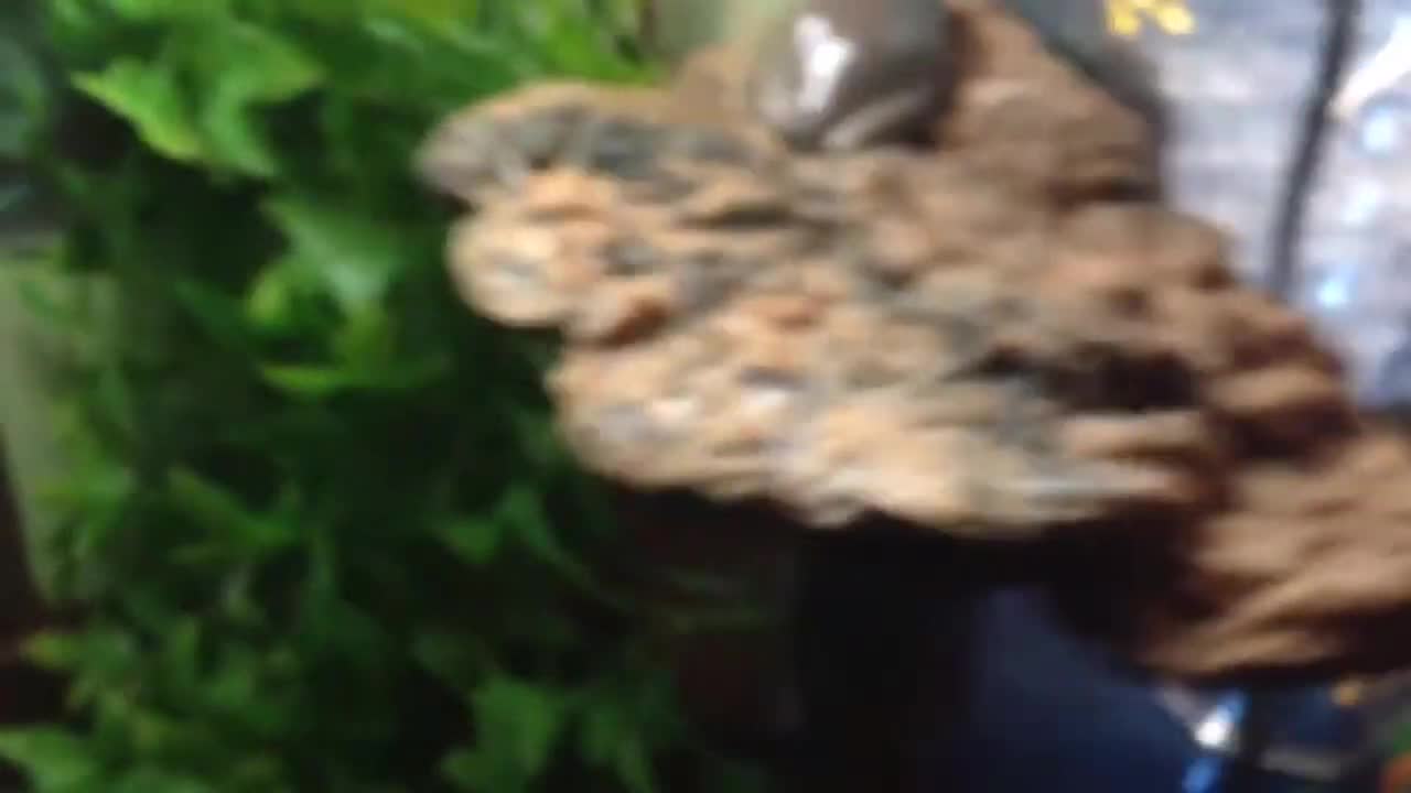 Close-up of the Magnaturals Mushroom Ledge inside the frog tank.