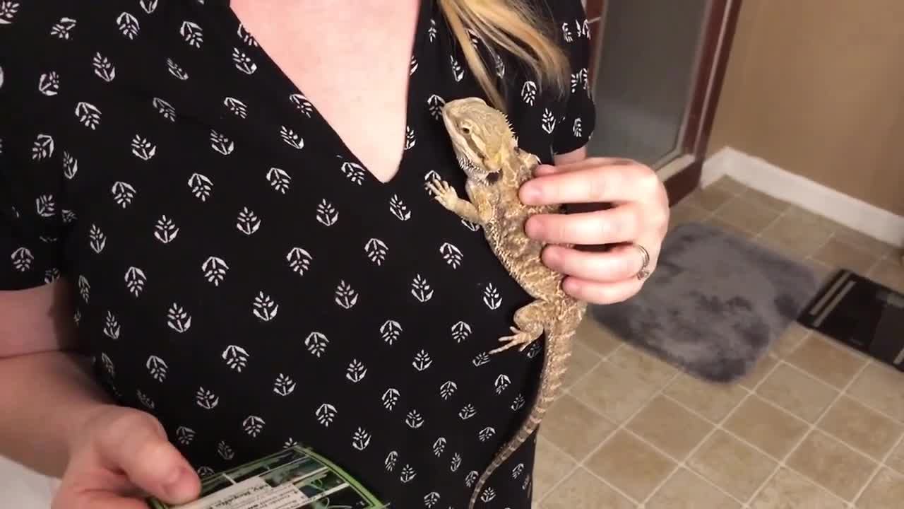 The Amazon package containing the Reptile Rocks harness.