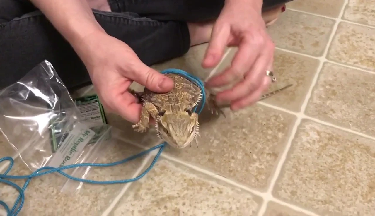 The bearded dragon walking comfortably in the harness.