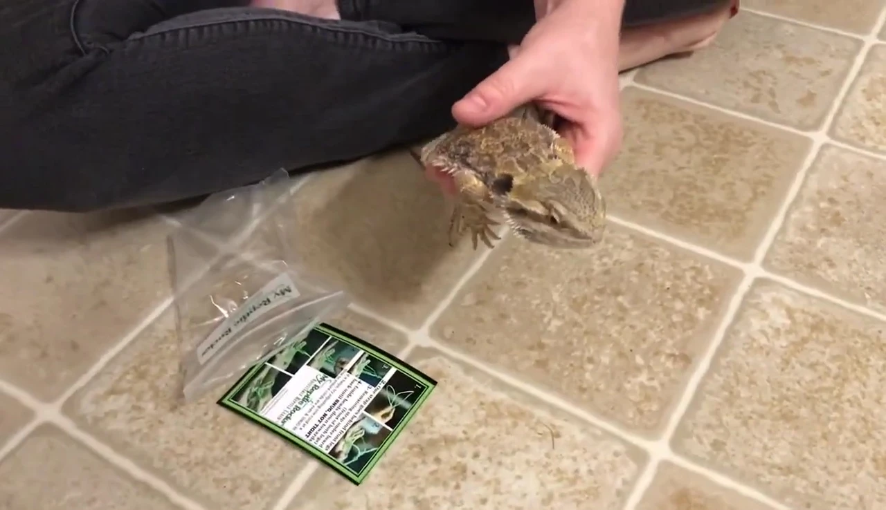 Attempting to put the harness on the bearded dragon incorrectly.