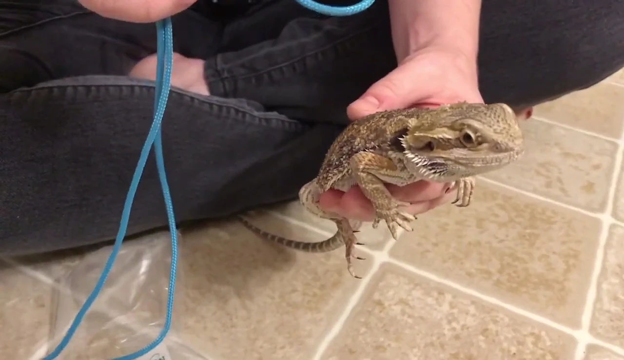 Correctly putting the harness on the bearded dragon.