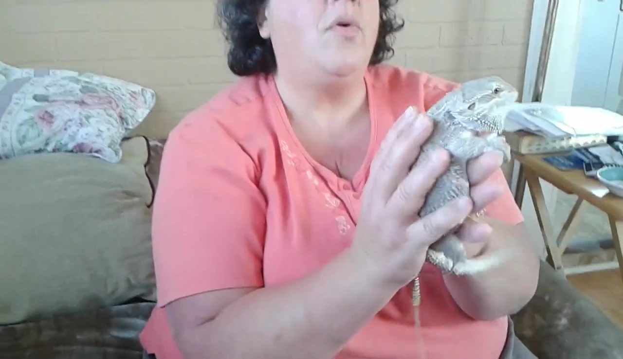 Calming a stressed bearded dragon by gently shaking it back and forth.