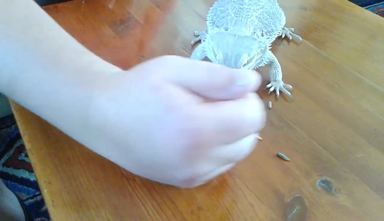 Close-up of repti worms being moved into Bubba's feeding bowl.