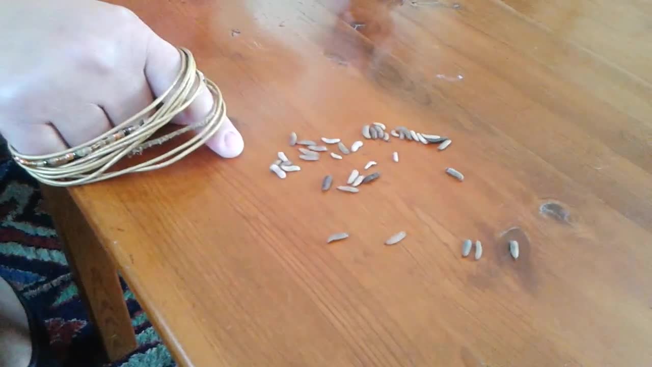 Bubba the Bearded Dragon eagerly eats repti worms.