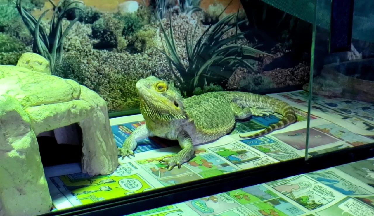 Bearded dragon exploring the new enclosure.