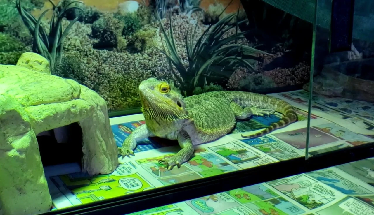 Bearded dragon thermoregulating.