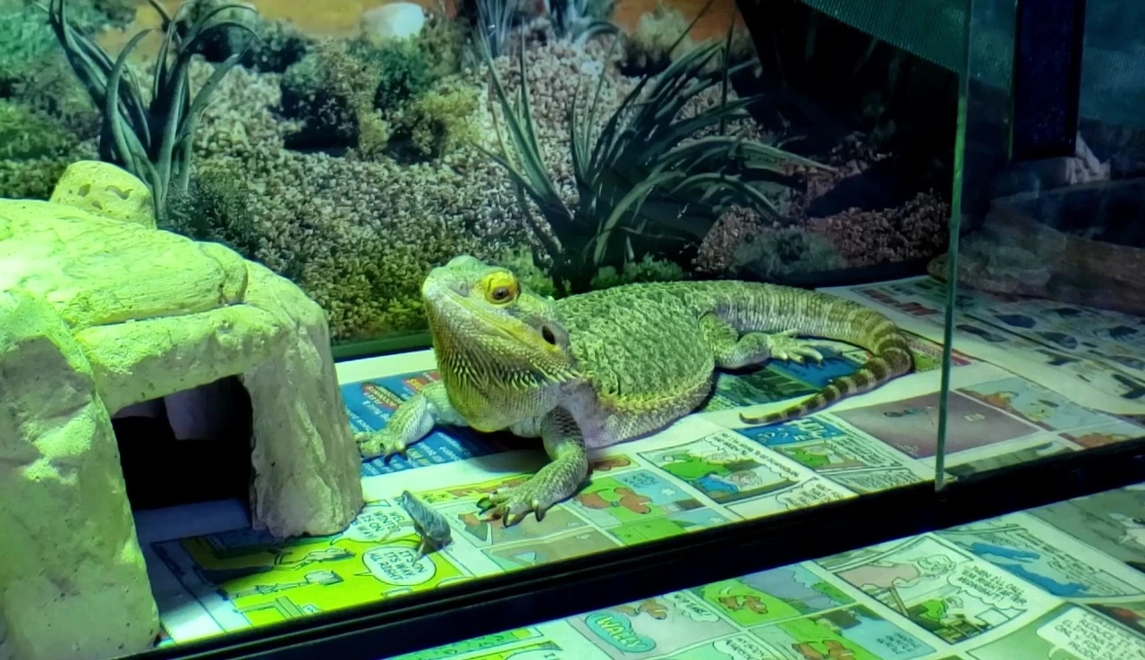 Offering a dubia roach to the bearded dragon.
