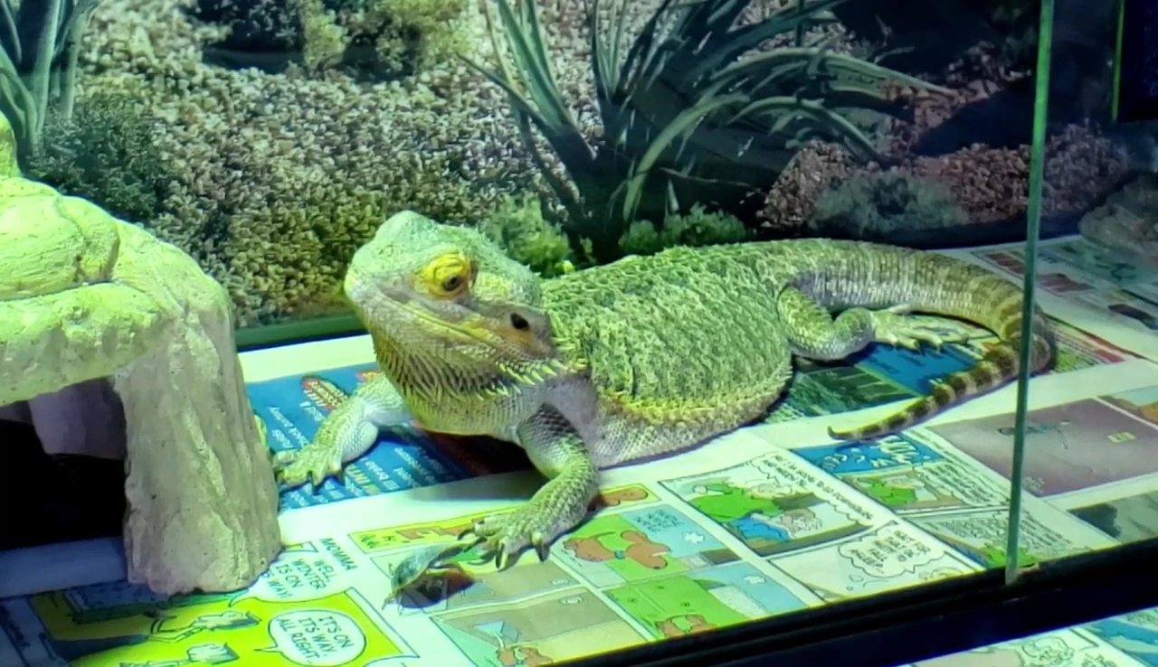 Close up of the Bearded Dragon and the roach