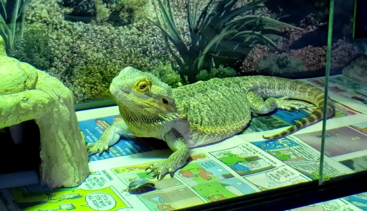 Bearded dragon in her updated enclosure.