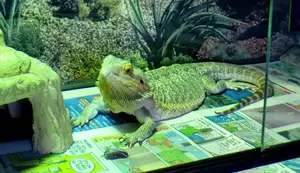 Bearded Dragon Enclosure Redesign: Day 6 Update and Feeding Strategies