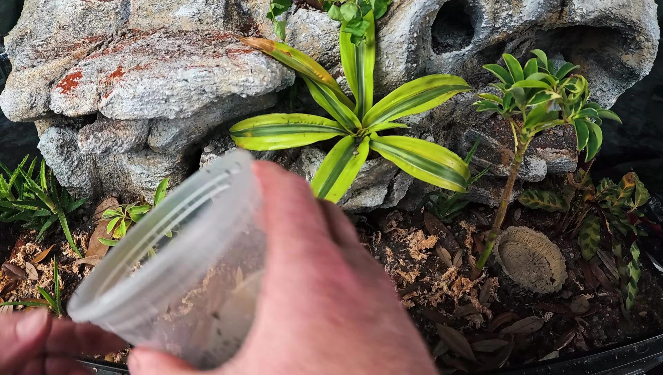 Isopods being added to the enclosure.