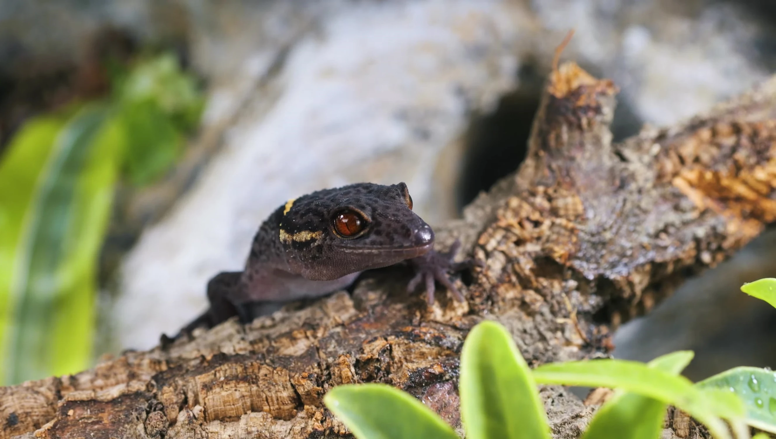 The gecko exploring its new habitat.