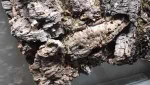 Building a Stunning Bioactive Vivarium Background with Cork Bark
