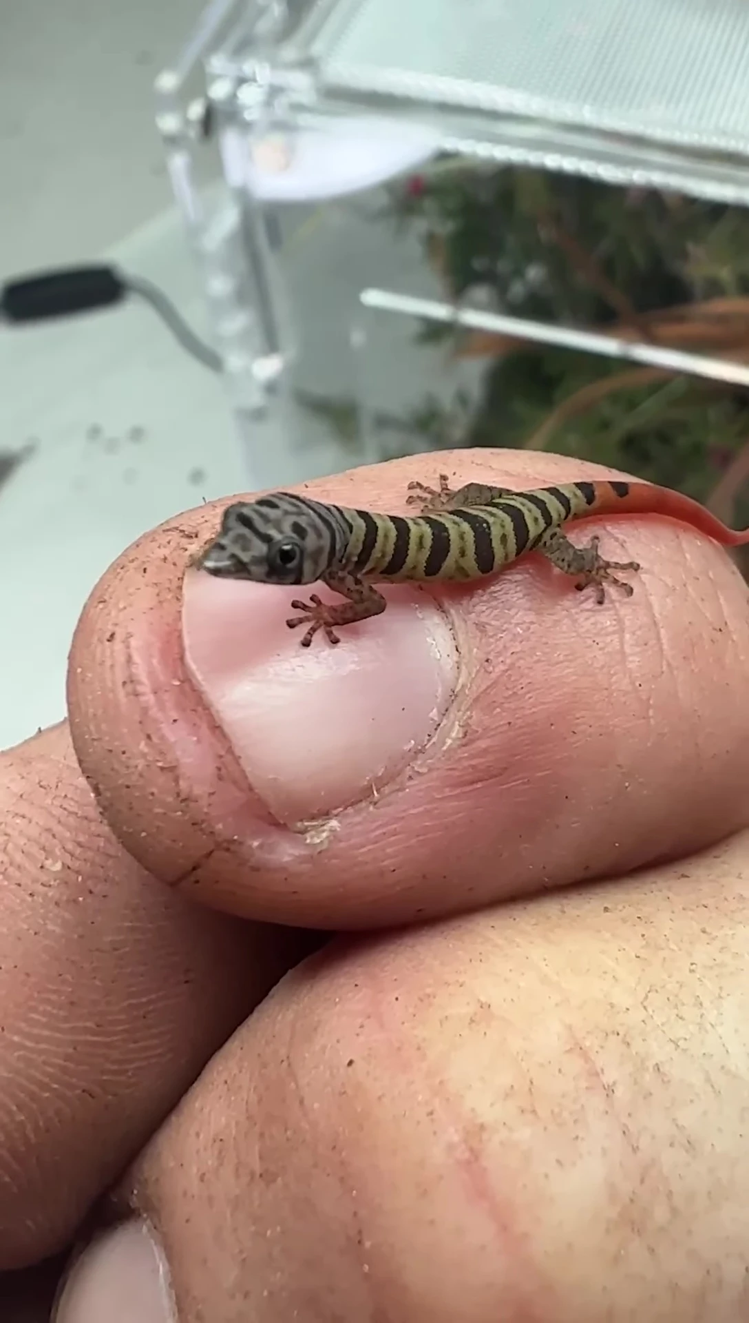 A very small gecko, compared to a fingernail.