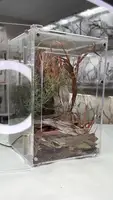 Sphaerodactylus Elegans Gecko Habitat Setup: A Comprehensive Guide