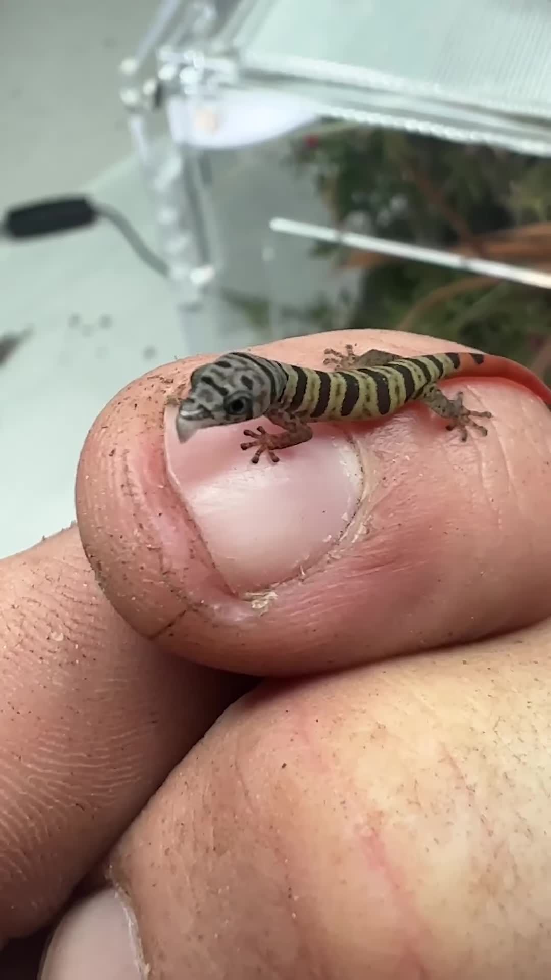 A newly hatched Sphaerodactylus elegans gecko.