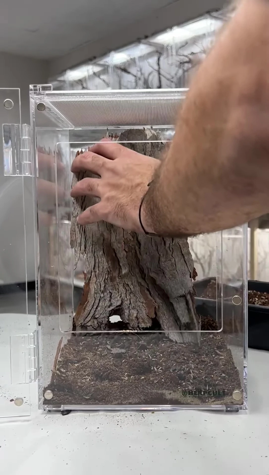 Bark being added to the enclosure background.